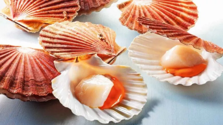 Un fish truck propose une dégustation gratuite de coquilles Saint-jacques ce week-end !