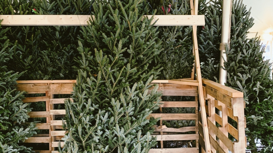 Cette carte vous dit où déposer votre sapin !